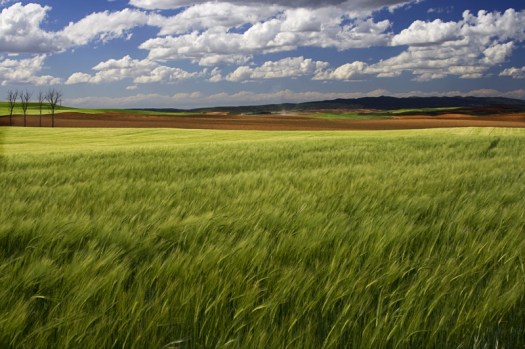 Campos de Castilla